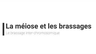 eSVT La méiose et le brassage interchromosomique [upl. by Anerual]