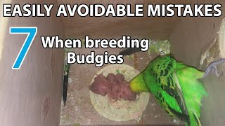 7 easily AVOIDABLE MISTAKES when breeding budgies [upl. by Herring]