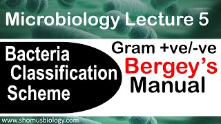 Microbiology lecture 5 Gram positive vs Gram negative Bergey’s manual [upl. by Dobb]