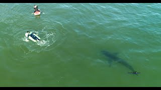 Two Kids Swim Near a Great White Shark amp People May Be Fishing For White Sharks in California [upl. by Nelyak105]