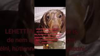 Lehettem volnadog kutya tacskó vicces dachshund doglover harlekin jasz mazsola [upl. by Esinaej263]