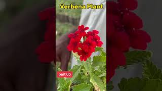 verbena plant care  verbena plant 2024  how to flower verbena [upl. by Heddy]