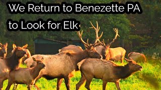 We Return to Benezette PA to Look for Elk [upl. by Limber919]