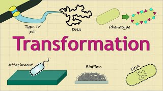 Bacterial Transformation  Basic Science Series [upl. by Richela297]