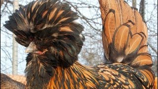 CRUZAS DE GALLOS FINOS CON PAVAS TIENE SU SECRETOS QUE POCO CONOCE CASTAR ES UN ARTE [upl. by Jerrold851]