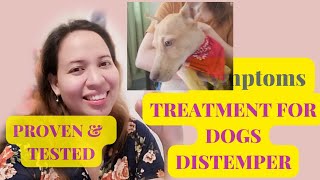 HOME REMEDY FOR DOGS WITH DISTEMPER  SYMPTOMS amp TREATMENT DOG DISTEMPER Bernadeth Bunani channel [upl. by Enivid]