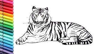 Drawing and Coloring a Tiger  How to Draw Wild Animals Color Pages for Children [upl. by Salomone149]