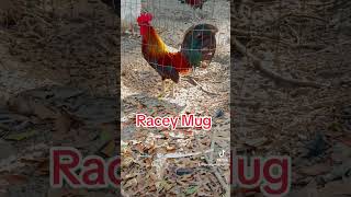 Pure Racey Mug Rooster [upl. by Doniv]