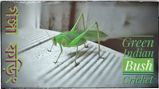 Katydid  Green Long Horned Grasshopper  Indian Bush Cricket  Tettigonia viridissima গঙ্গাফড়িং [upl. by Natsirk]