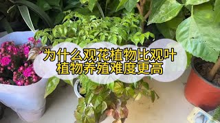 为什么观花植物比观叶植物更难养 [upl. by Pevzner]