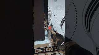 🛑 Kucing kucinglucu kucingimut viralshorts viralvideo [upl. by Phil]