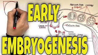 What is Fertilization Gastrulation and Neurulation  Overview [upl. by Templia]