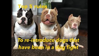 Top 5 rules to reintroduce dogs that have been in a dog fight [upl. by Tyika]