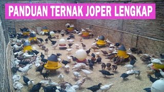 Ternak Ayam Joper Sukses Dilahan Sempit  Beginilah Caranya [upl. by Ydnerb440]