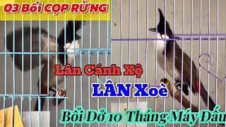 0911  04 CỌP DỮ HỘI TỤ  LÂN SIÊU CÁNH ĐẤU LÂN LƯNG QUY  Mộc 10 Tháng CÁNH RUỒI NHẠY CHÉ [upl. by La Verne]