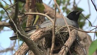 Blackfaced Cuckooshrike 23 [upl. by Brana]