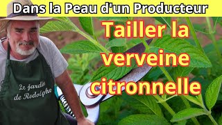 Comment tailler et entretenir la verveine citronnelle en pot et en pleine terre [upl. by Eugenia]