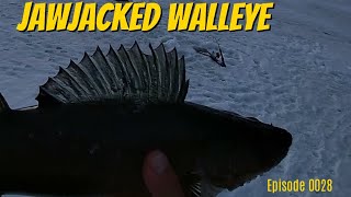 Ice Fishing Walleye with the Jawjacker [upl. by Adnol]