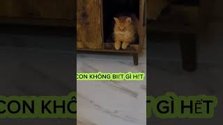 LÀM NGƠ HAY THẬT 😬trending shortvideo funny petscute cat catlover [upl. by Wexler125]