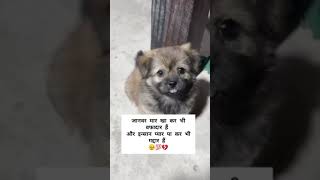 love sad bejuban voiceless doglover loveforvoiceless helpvoiceless motivation doglover [upl. by Krock978]