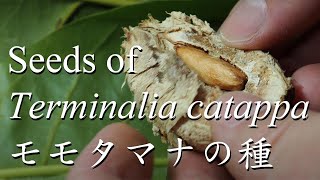 Seeds of Terminalia catappa モモタマナの種 欖仁樹的種子 5 min 40 sec ver 2020 early October [upl. by Aratas]