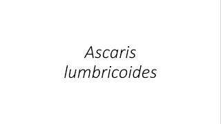 Ascaris lumbricoides  Parasitology [upl. by Edris465]