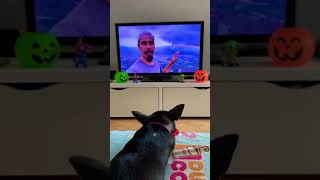 My dog is watching BUSHCRAFT BEAR La Palma Volcano Report 🌋 Canary Islands Eruption bushcraftbear [upl. by Maegan]