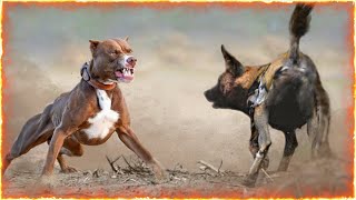 The Pitbull VS African Wild Dogs [upl. by Ardnalahs810]