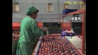 Rede Globo  Trecho do programa Globo Rural Chile  Produção e Exportação de frutas 08031998 [upl. by Yenduhc]