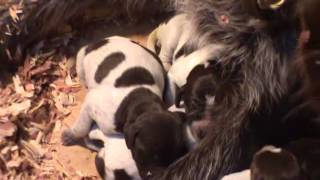 Bluestem Kennels Wirehaired Pointing Griffons quotEquot Litter 03012013 [upl. by Nosydam]