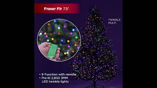 75 ft Twinkling Fraser Fir Full Christmas Tree Lighting [upl. by Ienttirb]