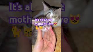 Cute kitten and cats love cat kittenlove [upl. by Aniras579]