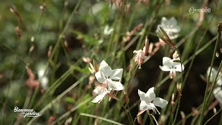 Bienvenue aux Jardins  Jardin de la PetiteCoudraie [upl. by Anirt]