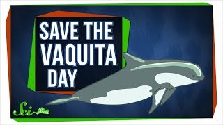 We Probably Cant Save the Vaquita—But We Can Learn From Them [upl. by Beedon]