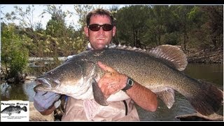 Phronetic Fishing Canberra a meter Murrumbidgee Murray Cod 107cm [upl. by Lechner]