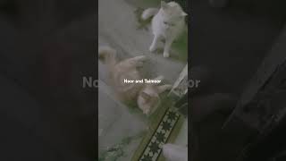 Noor n Taimoor cute fight😻😻😹 [upl. by Bent628]