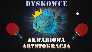 DYSKOWCE  paletki  akwariowa arystokracja  Czy są trudne Dlaczego są drogie [upl. by Reste712]