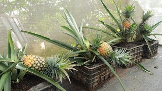 Growing pineapple at home is easy to succeed  Fast for big and sweet fruit harvest [upl. by Idnem]