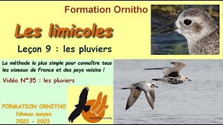 Oiseaux de France 35  Limicoles 9  les pluviers [upl. by Mundford]