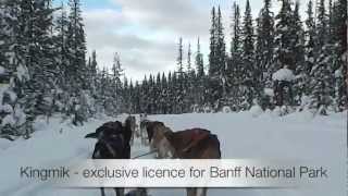 Dogsledding in Banff National Park [upl. by Yatnoj510]