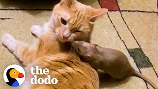 Cuddly Rat Cant Stop Giving His Cat Sister Hugs And Kisses  The Dodo [upl. by Farrand]