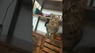 Amicia POV cute cat funny love pets love tiere animals catlover handsome [upl. by Nael256]