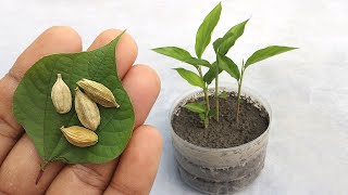 Grow cardamom from seeds  Grow Properly at home  Grow plants from seeds [upl. by Ahsinac]