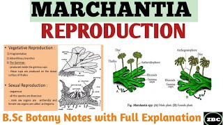 MARCHANTIA Reproduction in Marchantia Gametophytic Generation Bsc Botany Notes ZBC [upl. by Antipus]