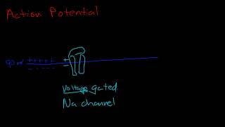 Resting potential and action potential [upl. by Asirb]