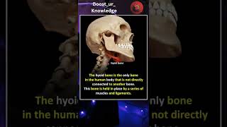 Hyoid Bone Fact [upl. by Nauh715]