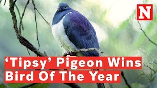 New Zealand Crowns ‘Drunk’ Pigeon Bird Of The Year [upl. by Margret]