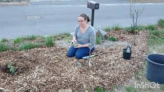 Planting honeyberry into sheet mulch [upl. by Assiroc536]