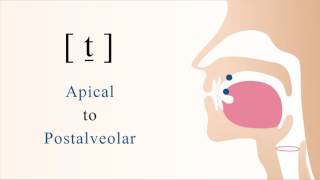 t̠  unvoiced unaspirated apical postalveolar stop [upl. by Margarethe]