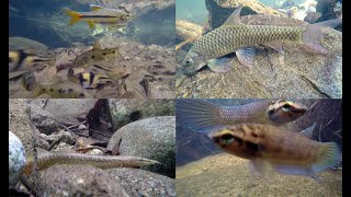 Freshwater Fish of Malaysias Rainforests [upl. by Retnuh]